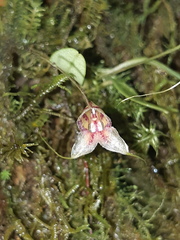 Masdevallia nidifica