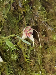 Masdevallia nidifica