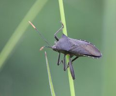 Anoplocnemis curvipes
