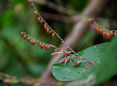 Pleurothallis restrepioides