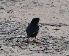 Zambezi Indigobird photo 3