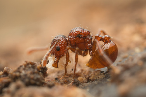 棱胸切叶蚁属Pristomyrmex
