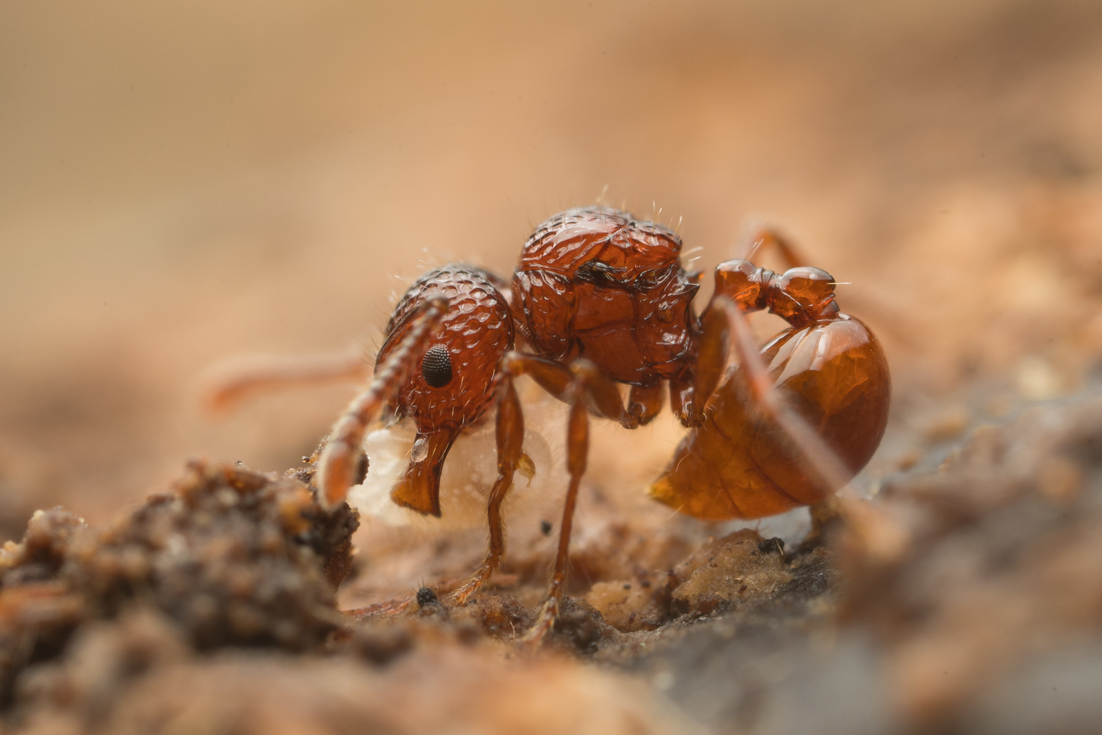 Pristomyrmex brevispinosus