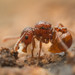 Pristomyrmex - Photo (c) alex_insect, some rights reserved (CC BY-NC)