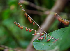 Pleurothallis restrepioides