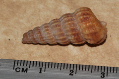 Cerithidea
