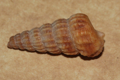 Cerithidea