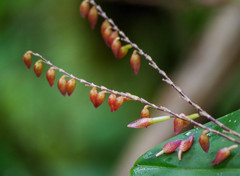 Pleurothallis restrepioides