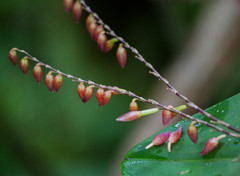 Pleurothallis restrepioides