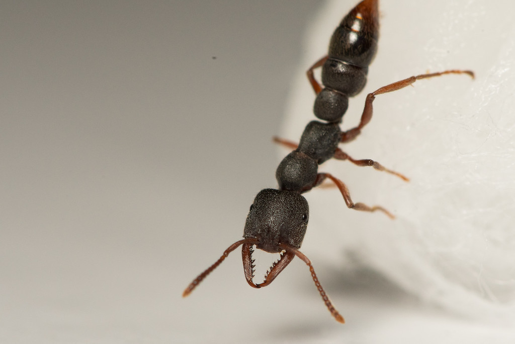 Stigmatomma reclinatum