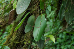 Pleurothallis restrepioides