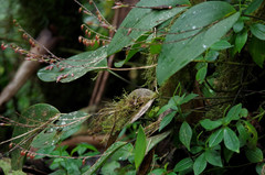 Pleurothallis restrepioides
