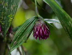 Elleanthus capitatus