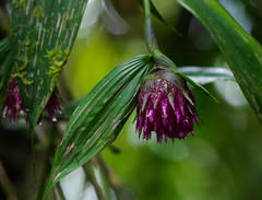 Elleanthus capitatus