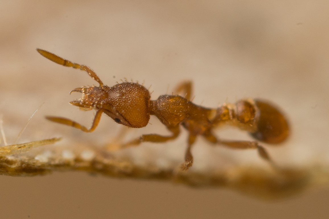 Strumigenys nepalensis