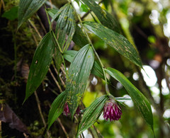 Elleanthus capitatus