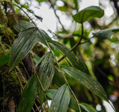 Elleanthus capitatus