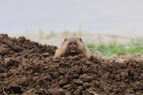 Botta's Pocket Gopher, Anthony C. Beilenson Park, Los Angeles, CA, US, photo 9 of 10