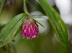 Elleanthus capitatus