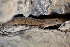 Tarentola americana