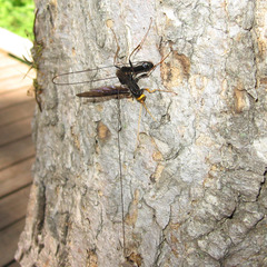 Megarhyssa atrata