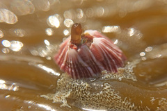 Megabalanus californicus