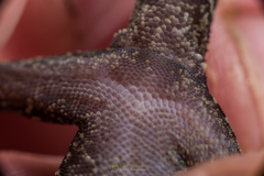 Cyrtodactylus tripuraensis