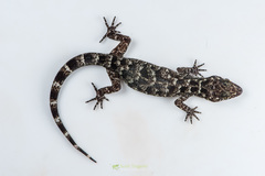 Cyrtodactylus tripuraensis