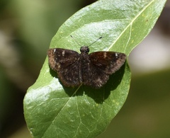 Burca concolor