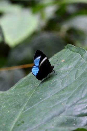 Loruhama Eyemark