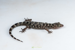 Cyrtodactylus tripuraensis