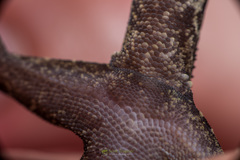 Cyrtodactylus tripuraensis