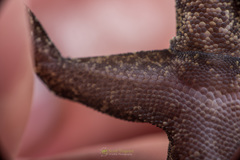 Cyrtodactylus tripuraensis