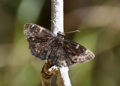 Burca concolor