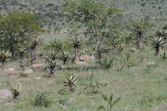 Aloe ferox