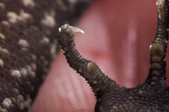 Cyrtodactylus tripuraensis