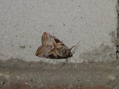 Eucarta virgo