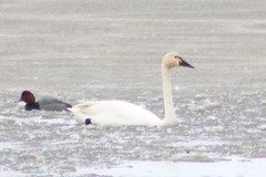 Cygnus columbianus columbianus