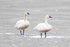 Cygnus columbianus columbianus