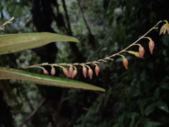 Pleurothallis restrepioides