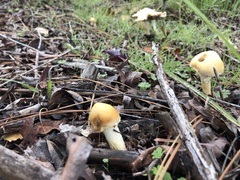 Leratiomyces riparius