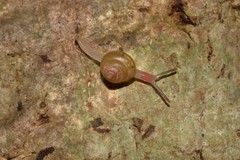 Coneuplecta calculosa