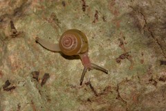Coneuplecta calculosa