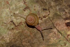 Coneuplecta calculosa