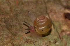 Coneuplecta calculosa