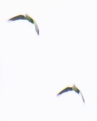 Amazona arausiaca