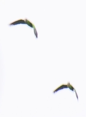 Amazona arausiaca