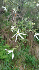 Anthocercis angustifolia