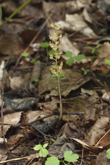 Neottia acuminata