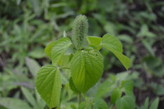 Acalypha alopecuroidea